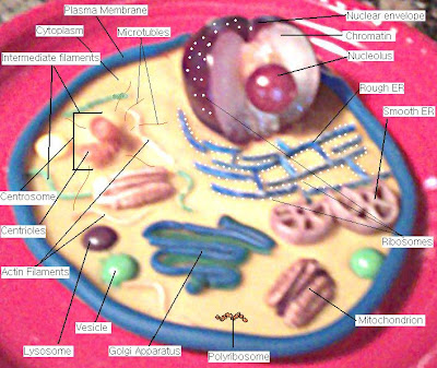 Picture Of A Animal Cell Labeled. 2010 Animal Cell Project