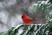 Cardinal Bird Information