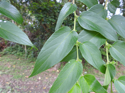 山黃麻的葉