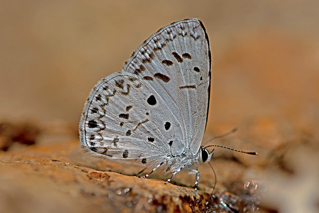 Acytolepis puspa the Common Hedge Blue butterfly