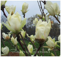 Yellow Fever Magnolia