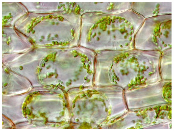 plasmolisis plasmolisis