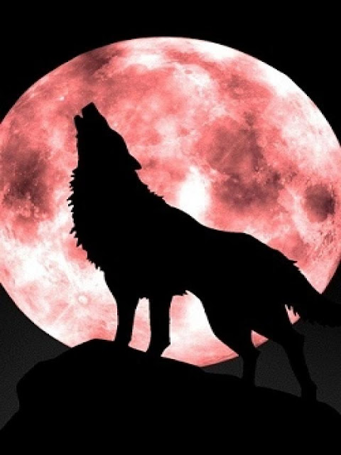 lobo y luna de sangre