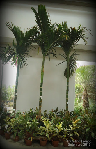 palmeira-betel, noz-de-betel
