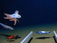 The World’s First Known Deep-Sea Octopus Nursery.