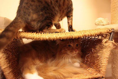 Tokyo's Cat Cafe Seen On  www.coolpicturegallery.us