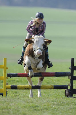 Amazing Show Jumper Cow Seen On www.coolpicturegallery.us