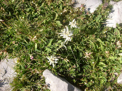 Edelweiss