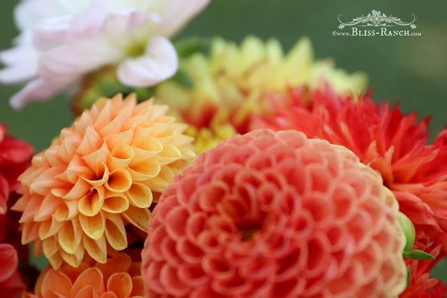 Dahlia Flowers, Bliss-Ranch.com