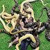 Couple Pose With Huge Snakes In Scary Photo-shoot