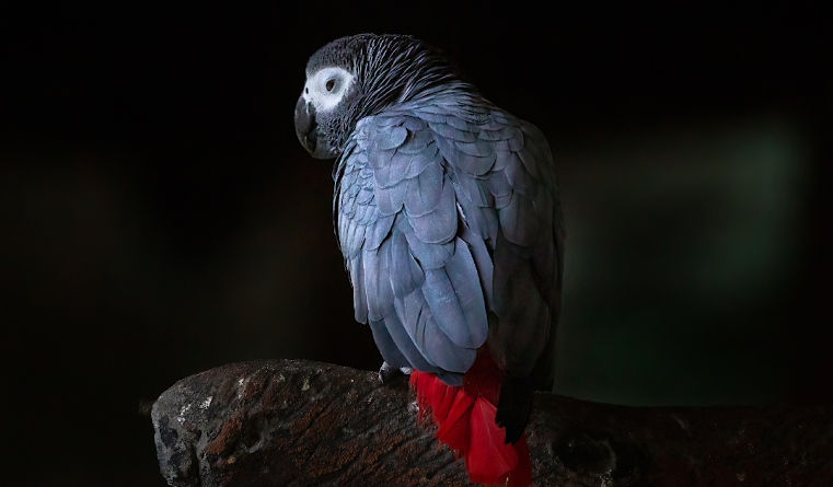 How Long Does An African Grey Parrot Live?