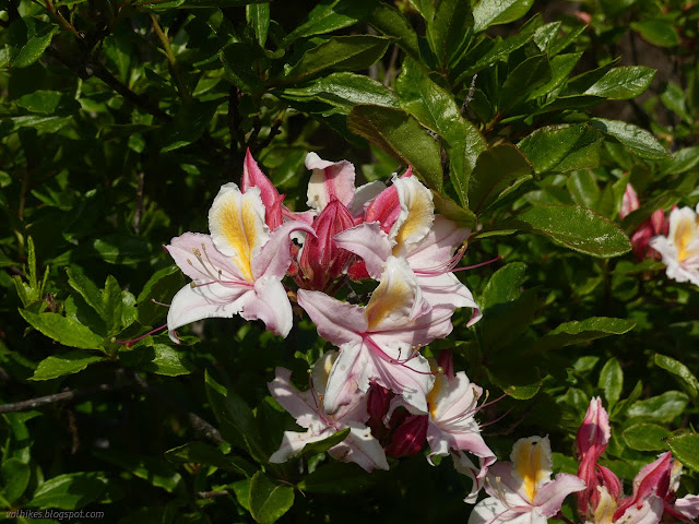 06: pink and white flowers