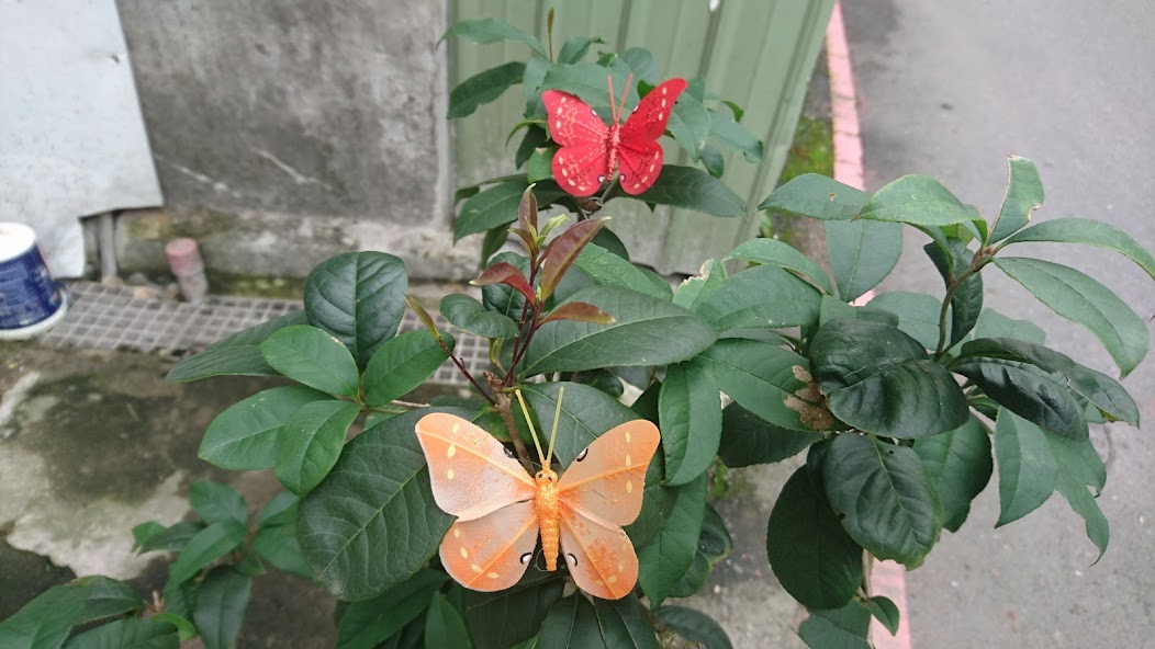 圖片
