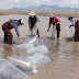 Inician siembra de carpa en bordos y embalses de agua 