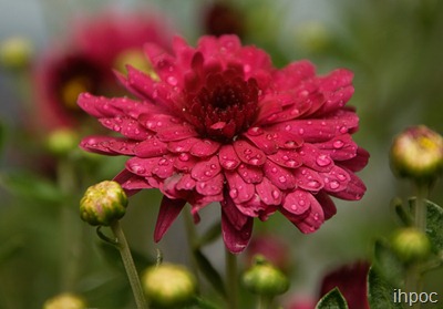 IMG_9015 copy