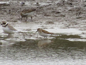 Least Sandpiper - Lodmoor RSPB, Dorset