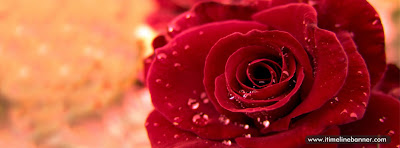 Red Rose Facebook Timeline Cover