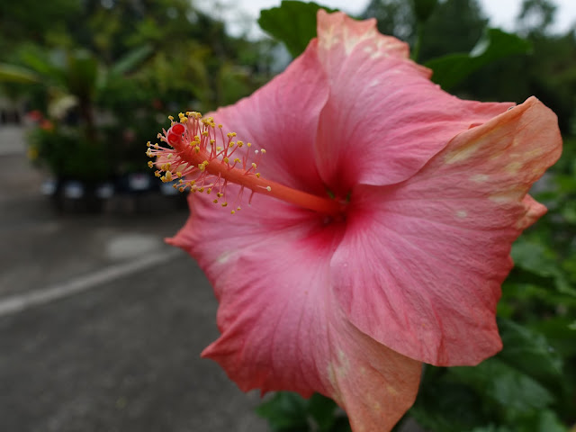 とっとり花回廊のハイビスカス