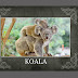 the Koala animal