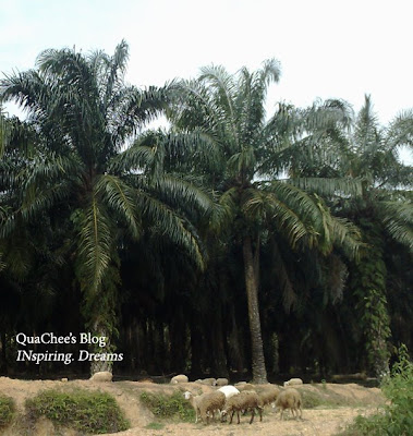 port dickson lambs