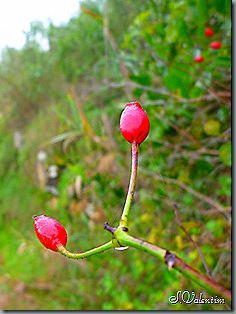 P1200015