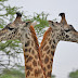   Are they antlers? Perhaps they are horns?  They are definitely not antenna  – the Serengeti is not (as far as we know) wired for giraffid ...