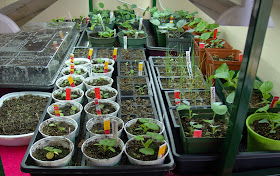 starting seeds indoors, heat mats, stratification, grow lights