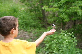 Chickadee feeding on William's hand ~ Royal Botanical Garden :: All Pretty Things