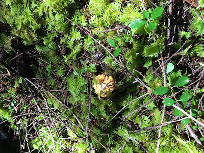 chanterelles on the forest floor