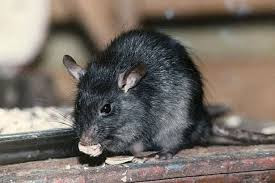 https://pestcontrolinuk.wordpress.com/2015/09/21/issues-of-mouse-control-in-milton-keynes-things-to-take-note-of/