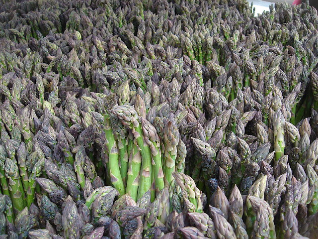 How to grow asparagus from seed