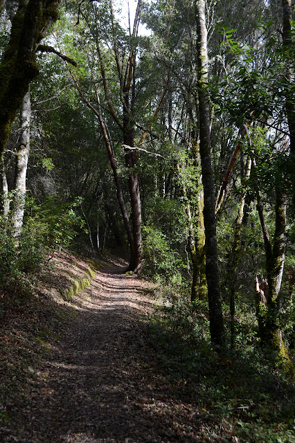 sunlight through the trees