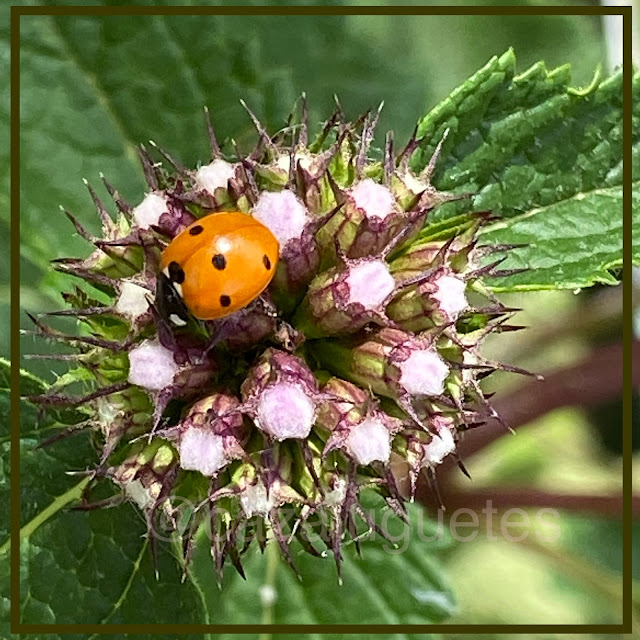 Mariquita sobre una flor