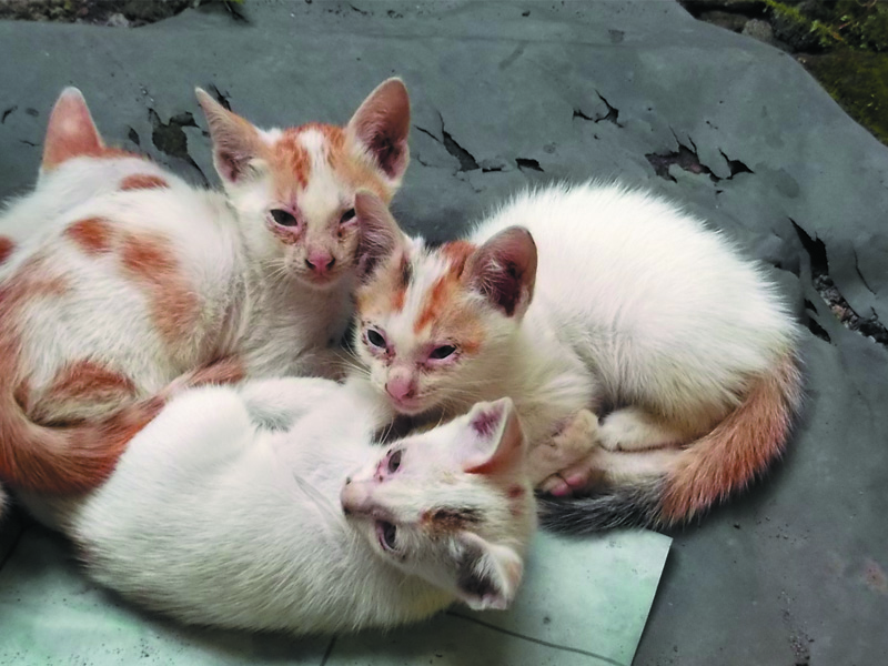 Foto foto anak kucing lucu  di luar jendela  kamar  gue 