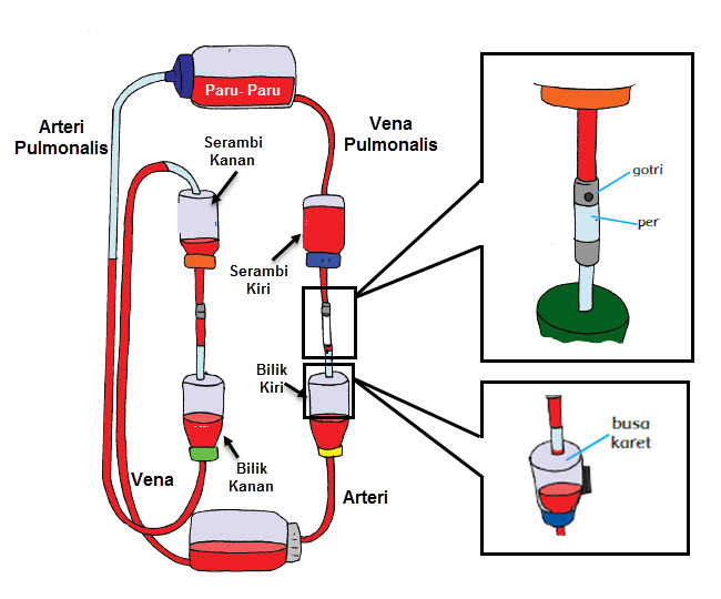 Menciptakan Model Sederhana Sistem Peredaran Darah