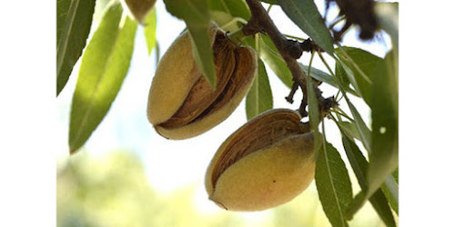 JUAL KACANG ALMOND Tarutung