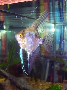 Dunia Ikan Hias - Smokey Manfish