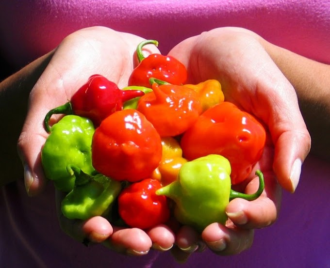 RICA SALSA DE AJIES DULCES