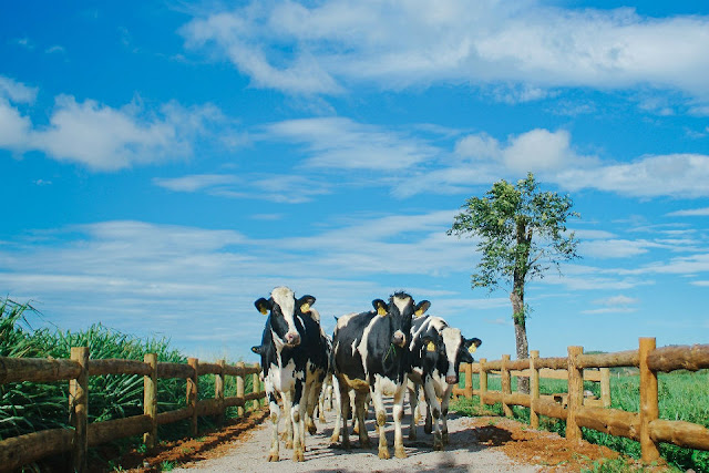 Vinamilk Organic Dairy Farm, Việt Nam