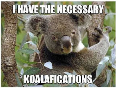 Koala funny meme