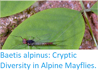 http://sciencythoughts.blogspot.co.uk/2016/05/baetis-alpinus-cryptic-diversity-in.html