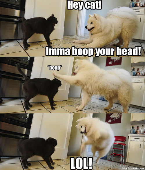 Hey Cat - Imma Boop Your Head - Boop