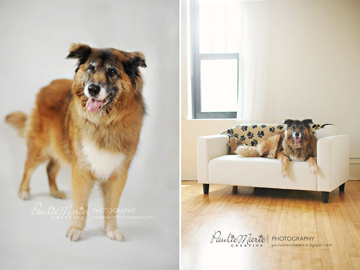 Victoria Pet Photographer