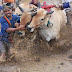 Pacu Jawi (Cow Race)