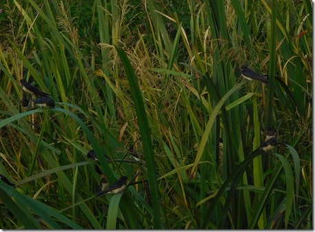 8 swallows in reeds