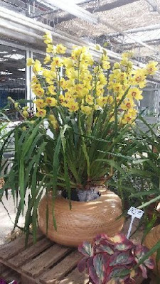 Sipityum Orkide (Cymbidium) bakımı