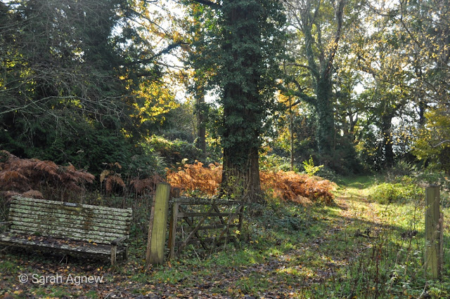 Autumn colours at Wakehurst in Sussex, photos by Sarah Agnew Modernbricabrac