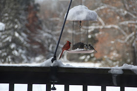 cardinal and two chickadees at feeder Photo by 