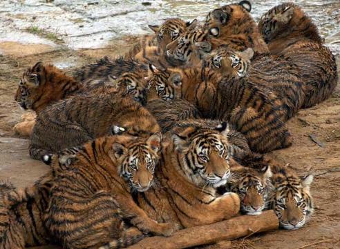 Tigres en manada