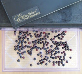 Drying rabbiteye blueberries